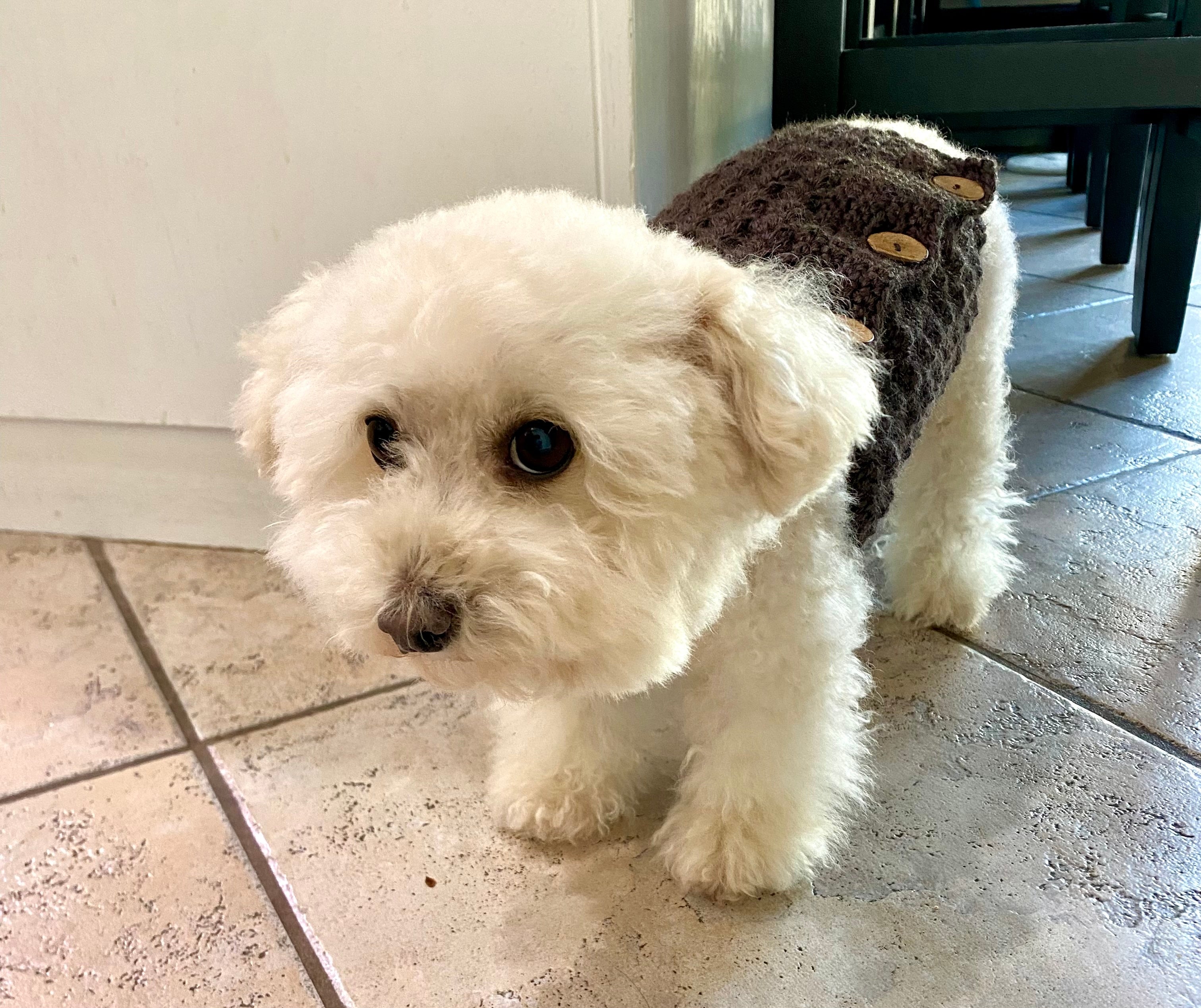 Pet Belly Warmer Size XS to L Crochet Pattern