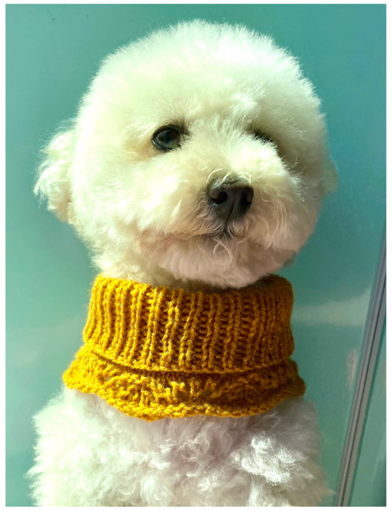 Four Paws Dog Neck Warmer Knitting Pattern