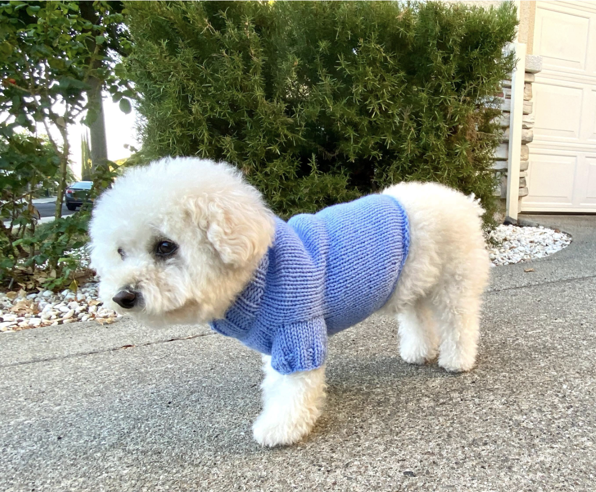 Small Dog Sweater Knitting Pattern