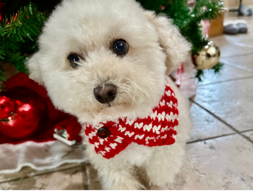 Houndstooth Crochet Pet Neck warmer Pattern