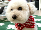Houndstooth Crochet Pet Neck warmer Pattern
