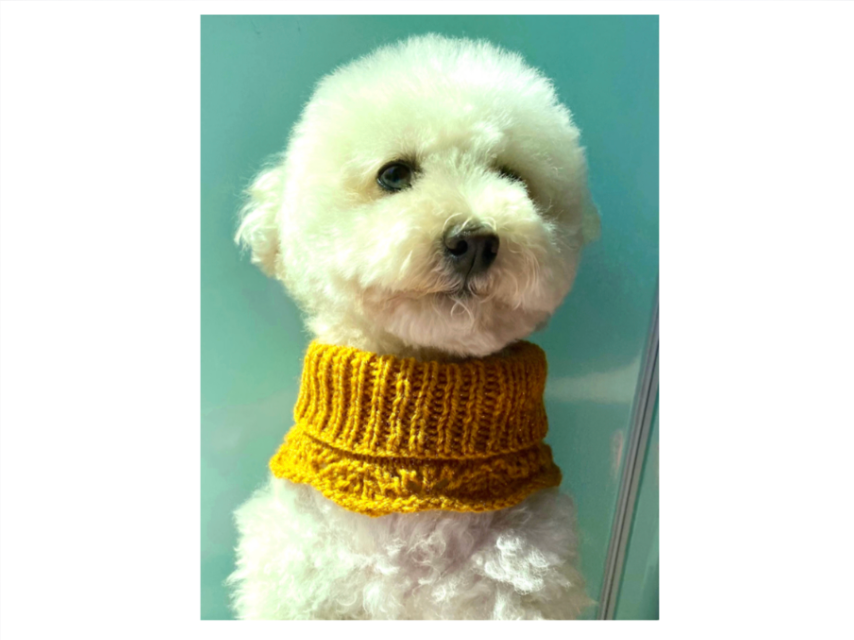 Four Paws Dog Neck Warmer Knitting Pattern