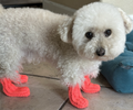 Crochet Pet Socks Pattern (Easy & Adjustable) for Dog or Cat